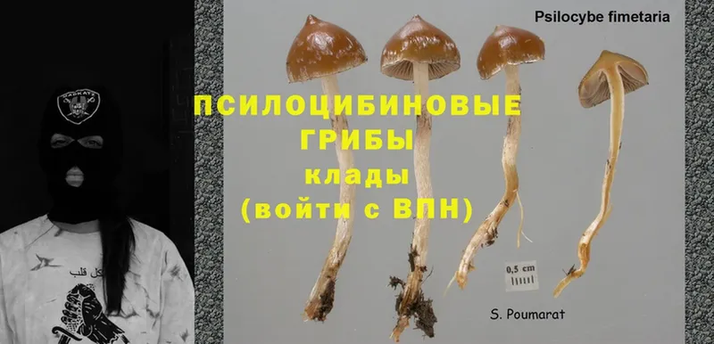 Галлюциногенные грибы Psilocybe  Новое Девяткино 